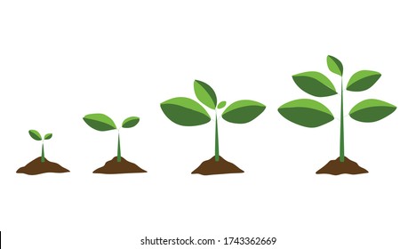 Young Plant Life Process Tree Growing Stock Vector (Royalty Free ...