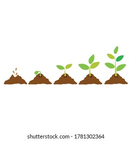 Etapas del desarrollo cultural. Infografía de la plantación de árboles. Concepto de evolución. Iconos de brotes, plantas, cultivos de árboles 