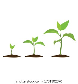 Stages of cultural development. Infographics of tree planting. Concept of evolution. Sprout, plant, tree crop icons 