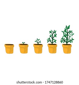 Stages of cultural development in the yellow pot.Infographics of tree planting.Concept of evolution.Sprout, plant, tree plant growing icons of agriculture.