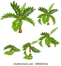 Stages of damage tropical plants isolated on white background. Deforestation. Vector cartoon close-up illustration.