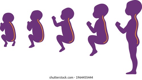 Stages of development of the curvature of the child's spine