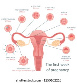 Stages of development of fertile cells. Stages of fetal development. Diagram of folliculogenesis. Educational Medical Information on Cell Division. Vector illustration. 