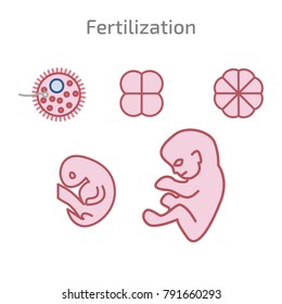 Stages of the development of fertilization. Development of impregnated cells.