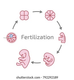 Stages of the development of fertilization. Development of impregnated cells.