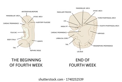 Stages in development of human embryo during the period of early organogenesis. The fourth week og pregnancy. Vector illustration on medical topic. gynecology