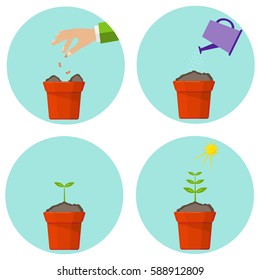 Stages of development of the plant. Green plant flower, graphic gardening seedling plant. Flat design, vector illustration, vector.