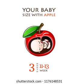 Stages of development of pregnancy, the size of the embryo for weeks. Human fetus inside the womb 1 to 9 months.Vector illustrations