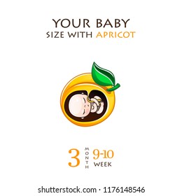 Stages of development of pregnancy, the size of the embryo for weeks. Human fetus inside the womb 1 to 9 months.Vector illustrations