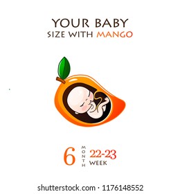 Stages of development of pregnancy, the size of the embryo for weeks. Human fetus inside the womb 1 to 9 months.Vector illustrations