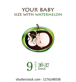 Stages of development of pregnancy, the size of the embryo for weeks. Human fetus inside the womb 1 to 9 months.Vector illustrations