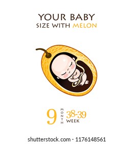 Stages of development of pregnancy, the size of the embryo for weeks. Human fetus inside the womb 1 to 9 months.Vector illustrations