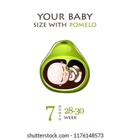 Stages of development of pregnancy, the size of the embryo for weeks. Human fetus inside the womb 1 to 9 months.Vector illustrations