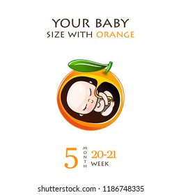 Stages of development of pregnancy, the size of the embryo for weeks. Human fetus inside the womb 1 to 9 months.Vector illustrations