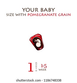 Stages of development of pregnancy, the size of the embryo for weeks. Human fetus inside the womb 1 to 9 months.Vector illustrations