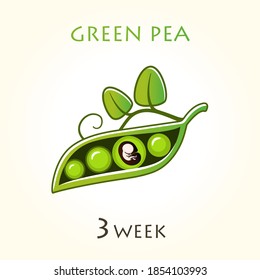 Stages of development of pregnancy, the size of the embryo for weeks. Human fetus inside the uterus. 3 week of 42 weeks of pregnancy. Vector illustrations green pea