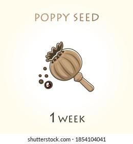 Stages of development of pregnancy, the size of the embryo for weeks. Human fetus inside the uterus. 1 week of 42 weeks of pregnancy. Vector illustrations poppy seed