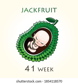 Stages of development of pregnancy, the size of the embryo for weeks. Human fetus inside the uterus. 41 week of 42 weeks of pregnancy. Vector illustrations jackfruit