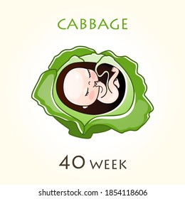 Stages of development of pregnancy, the size of the embryo for weeks. Human fetus inside the uterus. 40 week of 42 weeks of pregnancy. Vector illustrations cabbage