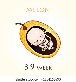 Stages Of Development Of Pregnancy, The Size Of The Embryo For Weeks. Human Fetus Inside The Uterus. 39 Week Of 42 Weeks Of Pregnancy. Vector Illustrations Melon