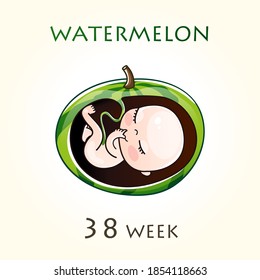 Stages of development of pregnancy, the size of the embryo for weeks. Human fetus inside the uterus. 38 week of 42 weeks of pregnancy. Vector illustrations watermelon