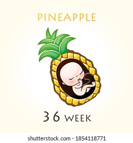 Stages of development of pregnancy, the size of the embryo for weeks. Human fetus inside the uterus. 36 week of 42 weeks of pregnancy. Vector illustrations pineapple