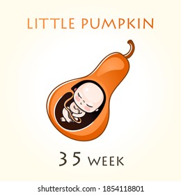 Stages of development of pregnancy, the size of the embryo for weeks. Human fetus inside the uterus. 35 week of 42 weeks of pregnancy. Vector illustrations small pumpkin