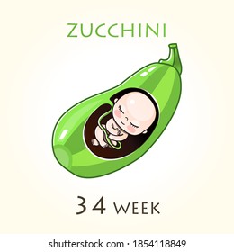 Stages of development of pregnancy, the size of the embryo for weeks. Human fetus inside the uterus. 34 week of 42 weeks of pregnancy. Vector illustrations zucchini