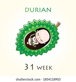 Stages of development of pregnancy, the size of the embryo for weeks. Human fetus inside the uterus. 31 week of 42 weeks of pregnancy. Vector illustrations durian