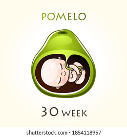 Stages of development of pregnancy, the size of the embryo for weeks. Human fetus inside the uterus. 30 week of 42 weeks of pregnancy. Vector illustrations pomelo