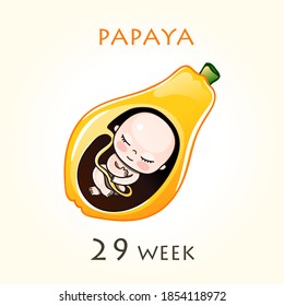 Stages of development of pregnancy, the size of the embryo for weeks. Human fetus inside the uterus. 29 week of 42 weeks of pregnancy. Vector illustrations papaya
