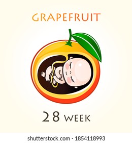 Stages of development of pregnancy, the size of the embryo for weeks. Human fetus inside the uterus. 28 week of 42 weeks of pregnancy. Vector illustrations grapefruit