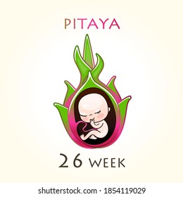 Stages of development of pregnancy, the size of the embryo for weeks. Human fetus inside the uterus. 26 week of 42 weeks of pregnancy. Vector illustrations Pitaya