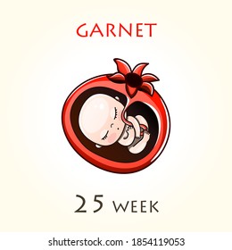 Stages of development of pregnancy, the size of the embryo for weeks. Human fetus inside the uterus. 25 week of 42 weeks of pregnancy. Vector illustrations Garnet