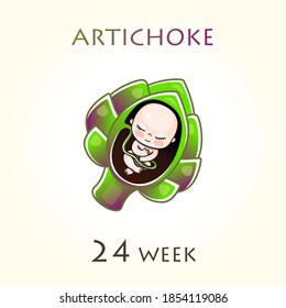 Stages of development of pregnancy, the size of the embryo for weeks. Human fetus inside the uterus. 24 week of 42 weeks of pregnancy. Vector illustrations artichoke