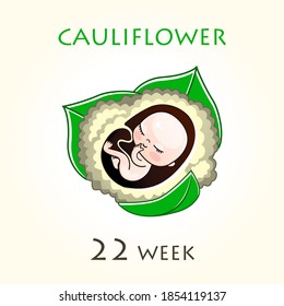 Stages of development of pregnancy, the size of the embryo for weeks. Human fetus inside the uterus. 22 week of 42 weeks of pregnancy. Vector illustrations cauliflower