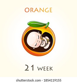Stages of development of pregnancy, the size of the embryo for weeks. Human fetus inside the uterus. 21 week of 42 weeks of pregnancy. Vector illustrations orange