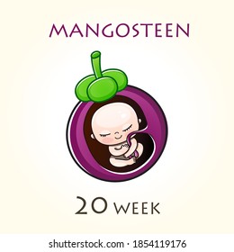 Stages of development of pregnancy, the size of the embryo for weeks. Human fetus inside the uterus. 20 week of 42 weeks of pregnancy. Vector illustrations mangosteen