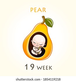 Stages of development of pregnancy, the size of the embryo for weeks. Human fetus inside the uterus. 19 week of 42 weeks of pregnancy. Vector illustrations pear