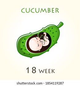 Stages of development of pregnancy, the size of the embryo for weeks. Human fetus inside the uterus. 18 week of 42 weeks of pregnancy. Vector illustrations cucumber