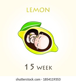 Stages of development of pregnancy, the size of the embryo for weeks. Human fetus inside the uterus. 15 week of 42 weeks of pregnancy. Vector illustrations lemon