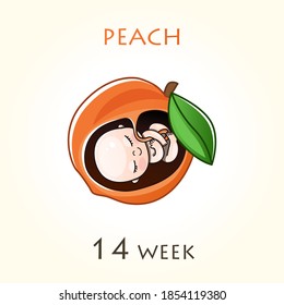 Stages of development of pregnancy, the size of the embryo for weeks. Human fetus inside the uterus. 14 week of 42 weeks of pregnancy. Vector illustrations peach
