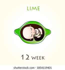 Stages of development of pregnancy, the size of the embryo for weeks. Human fetus inside the uterus.12 week of 42 weeks of pregnancy. Vector illustrations lime