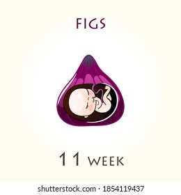 Stages of development of pregnancy, the size of the embryo for weeks. Human fetus inside the uterus. 11 week of 42 weeks of pregnancy. Vector illustrations figs