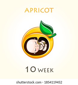 Stages of development of pregnancy, the size of the embryo for weeks. Human fetus inside the uterus. 10 week of 42 weeks of pregnancy. Vector illustrations apricot