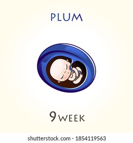 Stages of development of pregnancy, the size of the embryo for weeks. Human fetus inside the uterus. 9 week of 42 weeks of pregnancy. Vector illustrations plum