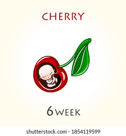 Stages of development of pregnancy, the size of the embryo for weeks. Human fetus inside the uterus. 6 week of 42 weeks of pregnancy. Vector illustrations cherry