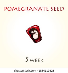 Stages of development of pregnancy, the size of the embryo for weeks. Human fetus inside the uterus. 5 week of 42 weeks of pregnancy. Vector illustrations pomegranate seed
