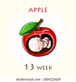 Stages of development of pregnancy, the size of the embryo for weeks. Human fetus inside the uterus. 13 week of 42 weeks of pregnancy. Vector illustrations Apple