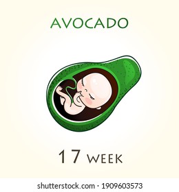 Stages of development of pregnancy, the size of the embryo for weeks. Human fetus inside the uterus. 17 week of 42 weeks of pregnancy. Vector illustrations avocado